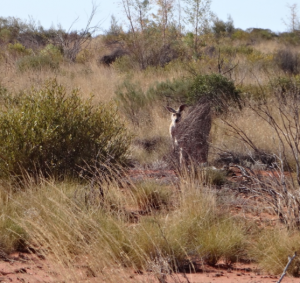Kangaroos in Central Australia