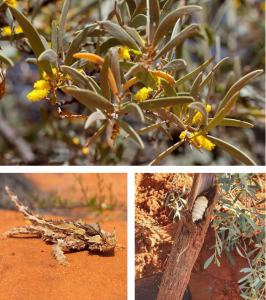 170 different animal species calling Uluru home