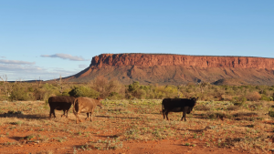 Mount Conner