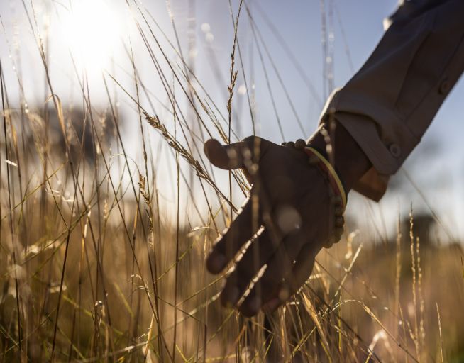 A silhouetted hand gently touches tall grass or wheat stalks in golden sunlight, creating a dreamy, backlit effect. The image is shot from a low angle, with the sun creating a warm glow and bokeh effect through the grass blades.