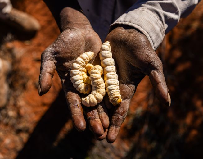 Weathered hands hold witchetty grubs, a traditional Indigenous Australian bush food. The hands appear dark and textured against the bright white colour of the grubs, with a rich red-orange earth visible in the background, an authentic outback or Aboriginal cultural experience.