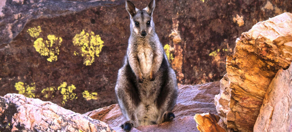 Black-footed Rock-wallaby (Warru), Tourism & Events NT and @betsybig