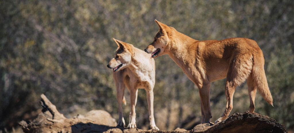 Dingoes, Tourism & Events NT and Jordan Hammond