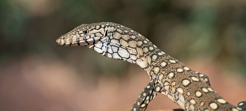 Perentie (Ngintaka), Tourism & Events NT and Shaana McNaught