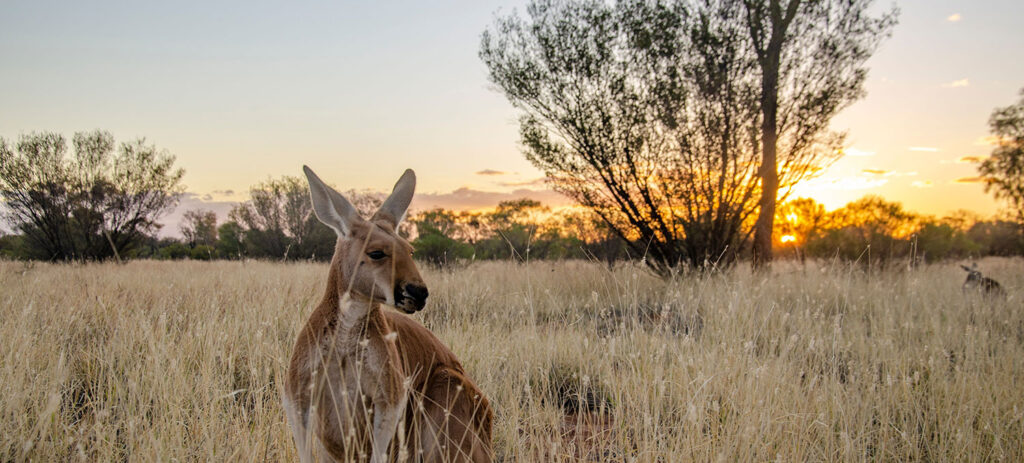  Red Kangaroo (Malu), Tourism & Events NT