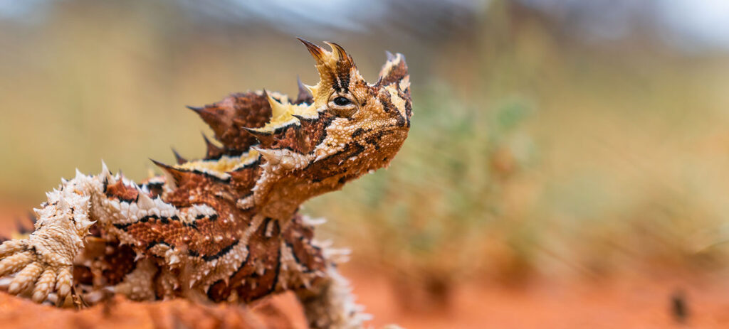 Thorny Devil (Ngiyari), Tourism & Events NT and Jake Wilton